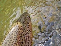 Trout and Smallmouth Bass Fly Fishing Report Podcast